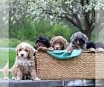 Small #2 Bernedoodle (Miniature)