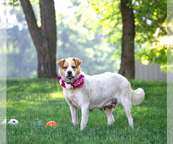 Medium Photo #3 Great Pyrenees-Unknown Mix Puppy For Sale in Unionville, PA, USA