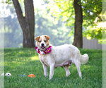 Small #2 Great Pyrenees Mix
