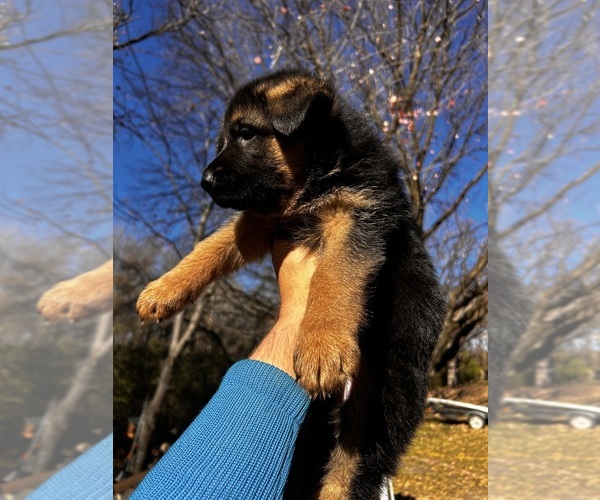 Medium Photo #1 German Shepherd Dog Puppy For Sale in MINNETONKA, MN, USA