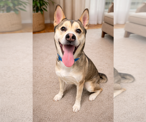 Siberian Husky-Unknown Mix Dogs for adoption in Euless, TX, USA