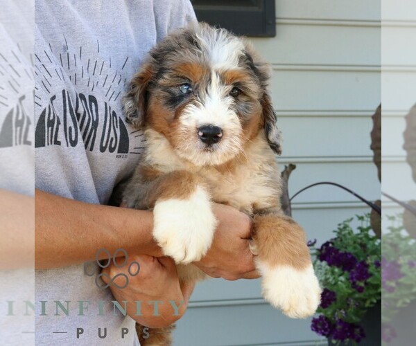 Medium Photo #4 Bernedoodle (Miniature) Puppy For Sale in NARVON, PA, USA