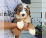 Small #3 Bernedoodle (Miniature)