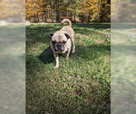 Small #3 Pug