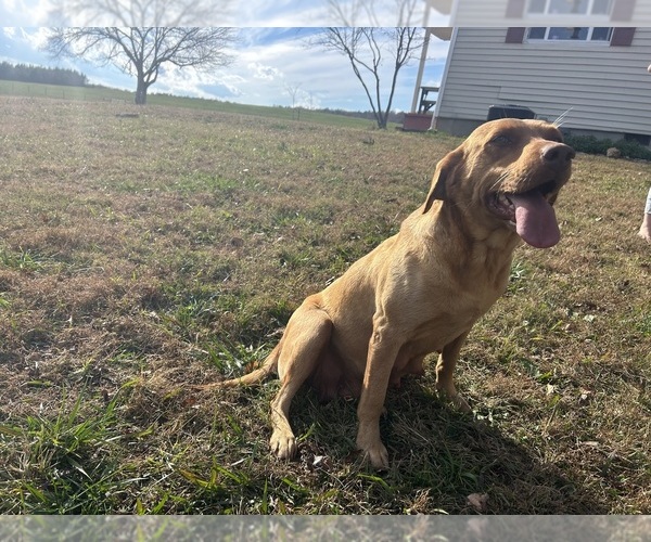 Medium Photo #1 Labrador Retriever Puppy For Sale in RUTHERFORDTON, NC, USA