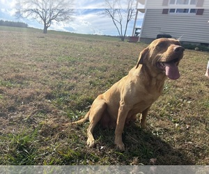 Mother of the Labrador Retriever puppies born on 10/02/2025