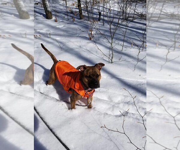 Medium Photo #3 Boxer-Unknown Mix Puppy For Sale in New York, NY, USA