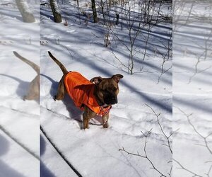 Nala - Female Boxer-Unknown Mix Dog for Adoption - Photo #3