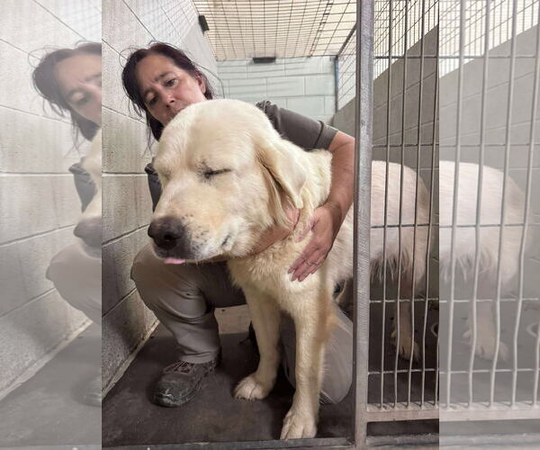 Medium Photo #2 Great Pyrenees-Unknown Mix Puppy For Sale in Grafton, WI, USA