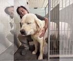 Small #1 Great Pyrenees Mix