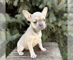 French Bulldog Puppy for sale in MIDDLEBURY, IN, USA