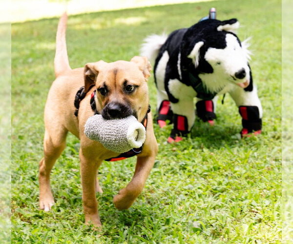 Medium Photo #11 Boxer-Unknown Mix Puppy For Sale in Ellijay, GA, USA