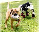 Small #10 Boxer Mix
