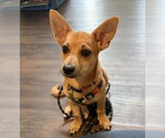 Small Chiweenie