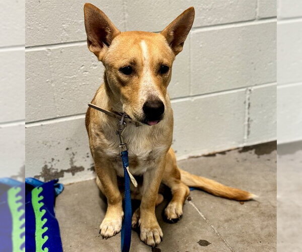 Medium Photo #1 Carolina Dog-Unknown Mix Puppy For Sale in Tavares, FL, USA