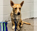 Small Carolina Dog Mix