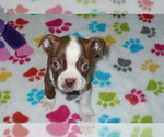 Small Photo #2 Boston Terrier Puppy For Sale in ORO VALLEY, AZ, USA