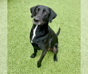 Labrador Retriever-Unknown Mix Dogs for adoption in Hilton Head, SC, USA