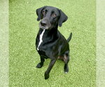 Small Labrador Retriever Mix