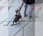 Small #16 Mutt
