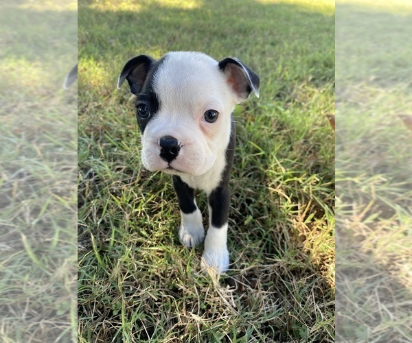 Medium Photo #1 Boston Terrier Puppy For Sale in FREDONIA, KS, USA
