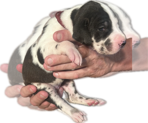 Medium Photo #44 Great Dane Puppy For Sale in WILLIS, TX, USA