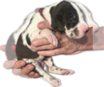 Small Photo #44 Great Dane Puppy For Sale in WILLIS, TX, USA