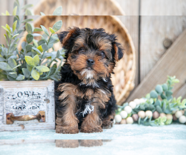 Medium Photo #24 Yorkshire Terrier Puppy For Sale in GREENWICH, OH, USA