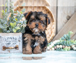 Small Photo #24 Yorkshire Terrier Puppy For Sale in GREENWICH, OH, USA