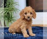 Small #3 Cavalier King Charles Spaniel-Goldendoodle Mix