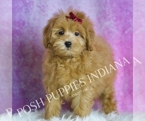 Medium Maltipoo (Miniature)