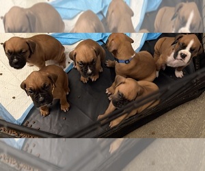Boxer Puppy for sale in RIALTO, CA, USA