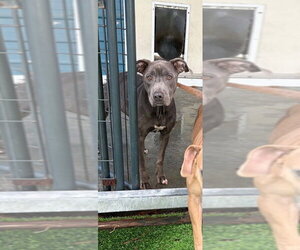 American Staffordshire Terrier-Unknown Mix Dogs for adoption in Elmsford, NY, USA
