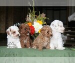 Floyd - Male Poodle (Toy) Puppy for Sale - Photo #2
