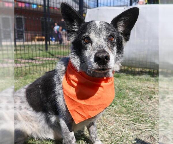 Medium Photo #1 Mutt Puppy For Sale in San Antonio, TX, USA