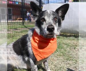 Mutt Dogs for adoption in San Antonio, TX, USA