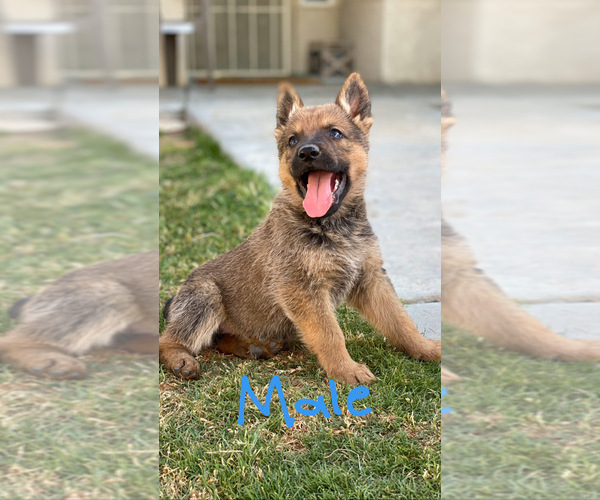 Medium Photo #3 Belgian Malinois Puppy For Sale in BAKERSFIELD, CA, USA