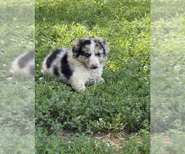 Medium Photo #6 Border Collie Puppy For Sale in BERRIEN SPRINGS, MI, USA