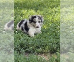 Puppy Axel Border Collie