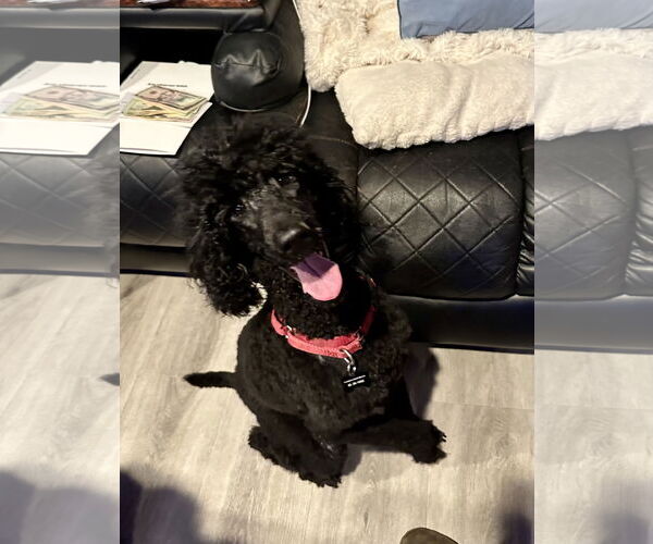 Medium Photo #1 Poodle (Standard) Puppy For Sale in Rockaway, NJ, USA