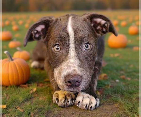 Medium Photo #5 Catahoula Leopard Dog-Unknown Mix Puppy For Sale in Talladega, AL, USA