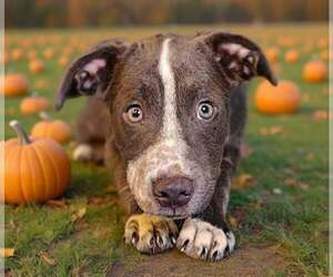 Frannie 26/740 - Female Catahoula Leopard Dog-Unknown Mix Dog for Adoption - Photo #5
