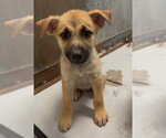 A433026 - Male German Shepherd Dog Dog for Adoption - Small photo