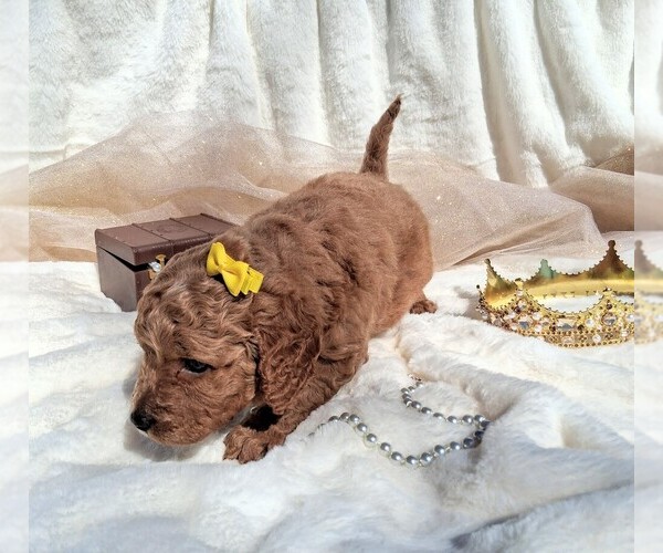 Medium Photo #29 Goldendoodle (Miniature) Puppy For Sale in GASTONIA, NC, USA