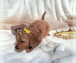 Small Photo #29 Goldendoodle (Miniature) Puppy For Sale in GASTONIA, NC, USA