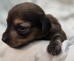 Small #8 Dachshund