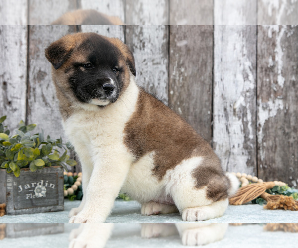 Medium Photo #7 Akita Puppy For Sale in MILLERSBURG, OH, USA