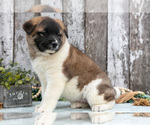 Small #2 Akita