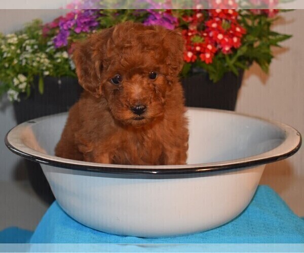 Medium Photo #2 Poodle (Miniature) Puppy For Sale in MILLERSBURG, OH, USA