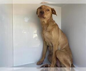 Labrador Retriever-Unknown Mix Dogs for adoption in Houston, TX, USA